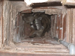 chimney damaged by animals