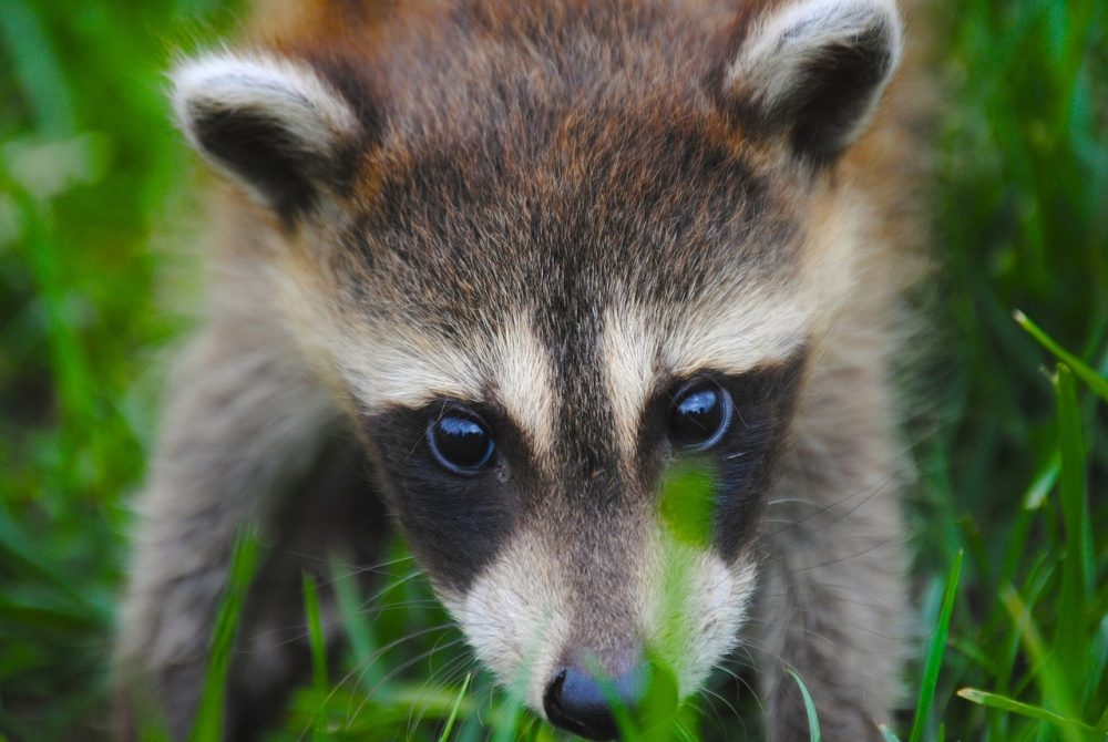 racoon in chimney