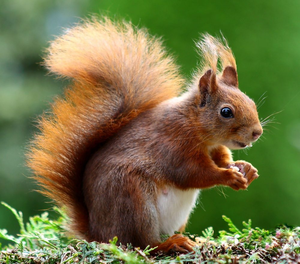 squirrel in chimney